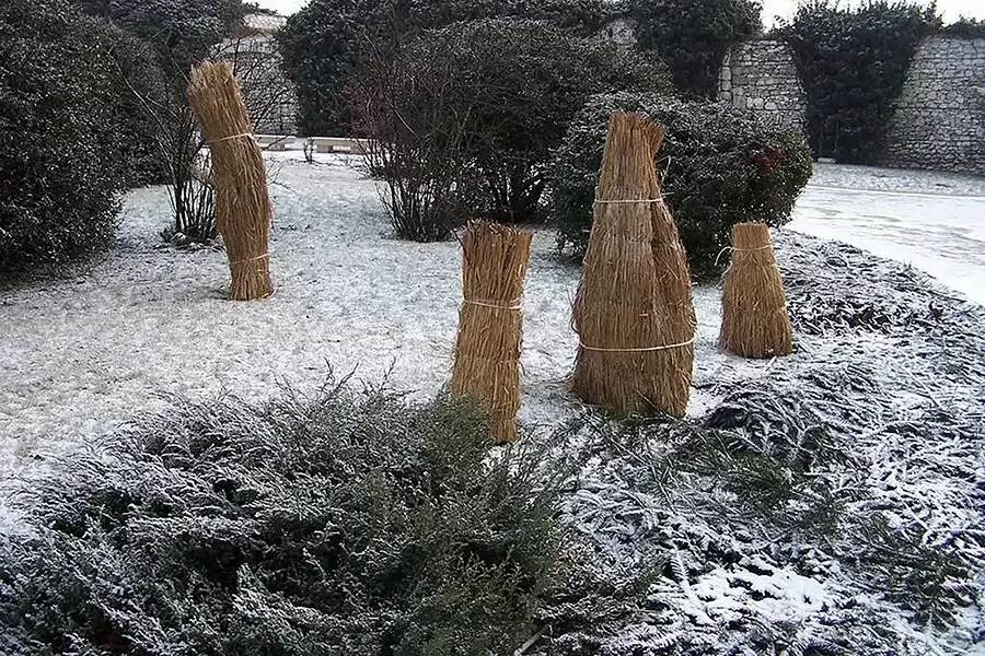 Экстренные меры для защиты сада от морозов без снега