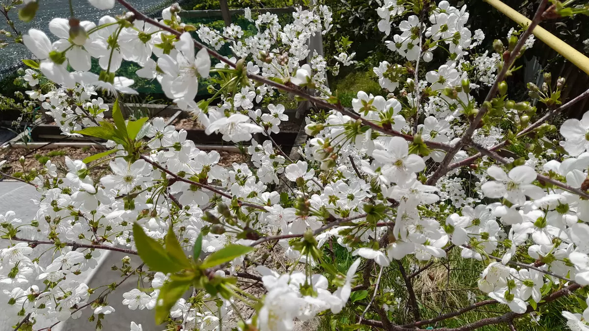 Обработка сливы, вишни, черешни и других косточковых для хорошего урожая