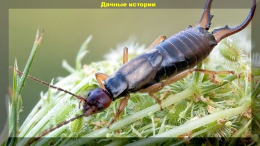 Уховертка: неожиданный друг или скрытый враг вашего сада?