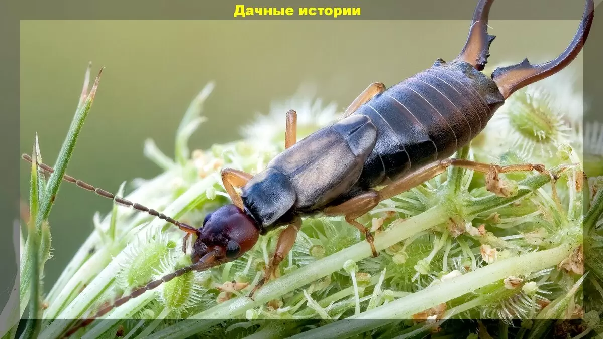 Уховертка: неожиданный друг или скрытый враг вашего сада?