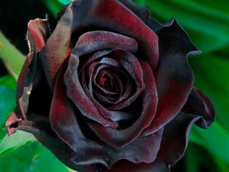 ������ �����: ������������ ������������ � ������� �������