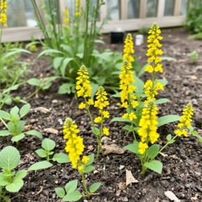 ��� ��������� ������������� �������: ������� ��������� ������