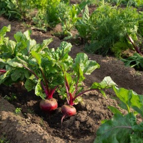 ������� ������: �������� ������ ����� ����� ��� ����� ����� ��� ������� ������