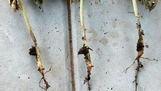 ��� �������� ����� ��� ��������� �����: ����������� ������