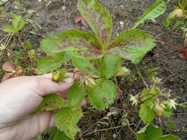 ��� ���������� �������� �� ����� ����������� � ������