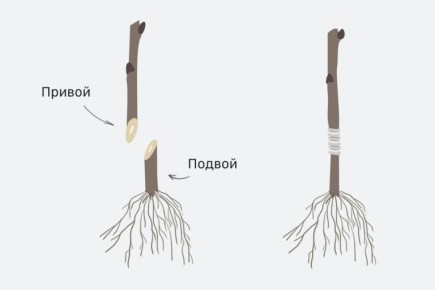 ����� ��������� �������? ��������� ������ � ������