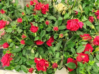 ����-����: ��� ��������� �� ��������� ������� � �������