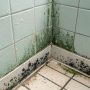 Как навсегда избавиться от грибка в ванной: практические рекомендации