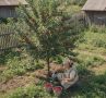 Секреты успешного выращивания вишни: как добиться щедрого урожая