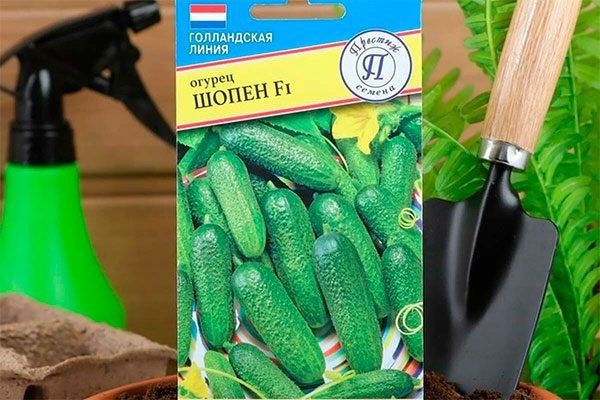 Огурцы Шопен: секреты успешного выращивания и уникальные качества