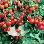 Томат принц Баяя: секреты вкуса и продуктивности