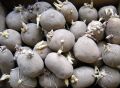 Как вырастить вкусный картофель: секреты и советы опытных огородников
