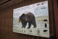 У Комсомольского озера в районе Лесозавода замечена медведица с медвежонком