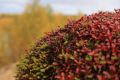 � ������ ����� ������������� �� ����� ������ ����� ��������
