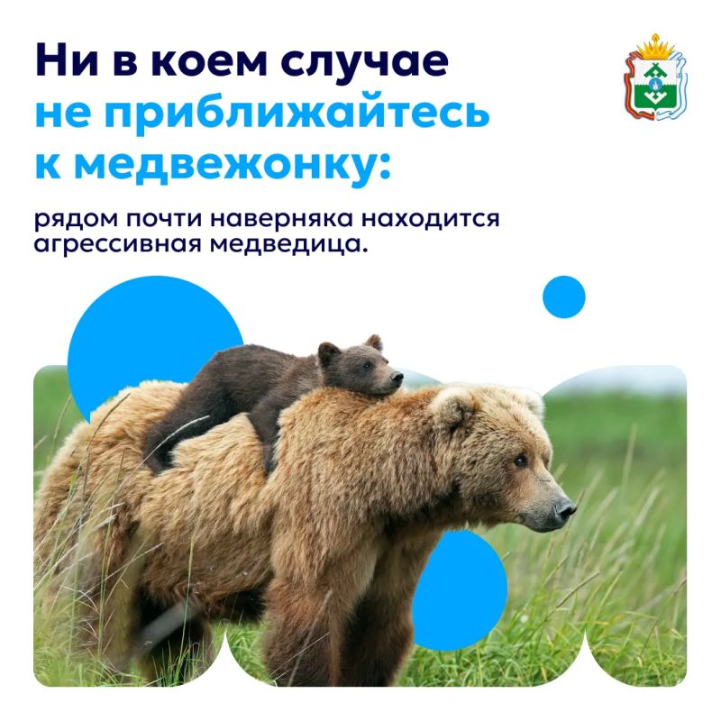 Ирина Гехт: В последние недели из разных регионов страны приходит много сообщений о медведях, которые выходят к жилью, дорогам и местам отдыха Ирина Гехт: В последние недели из разных регионов страны приходит много сообщений о медведях, которые выходят к жилью, дорогам и местам отдыха
