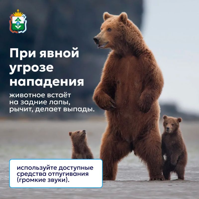 Ирина Гехт: В последние недели из разных регионов страны приходит много сообщений о медведях, которые выходят к жилью, дорогам и местам отдыха Ирина Гехт: В последние недели из разных регионов страны приходит много сообщений о медведях, которые выходят к жилью, дорогам и местам отдыха