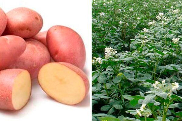 ��������� �������: ��������� ����� ��� ������ �������