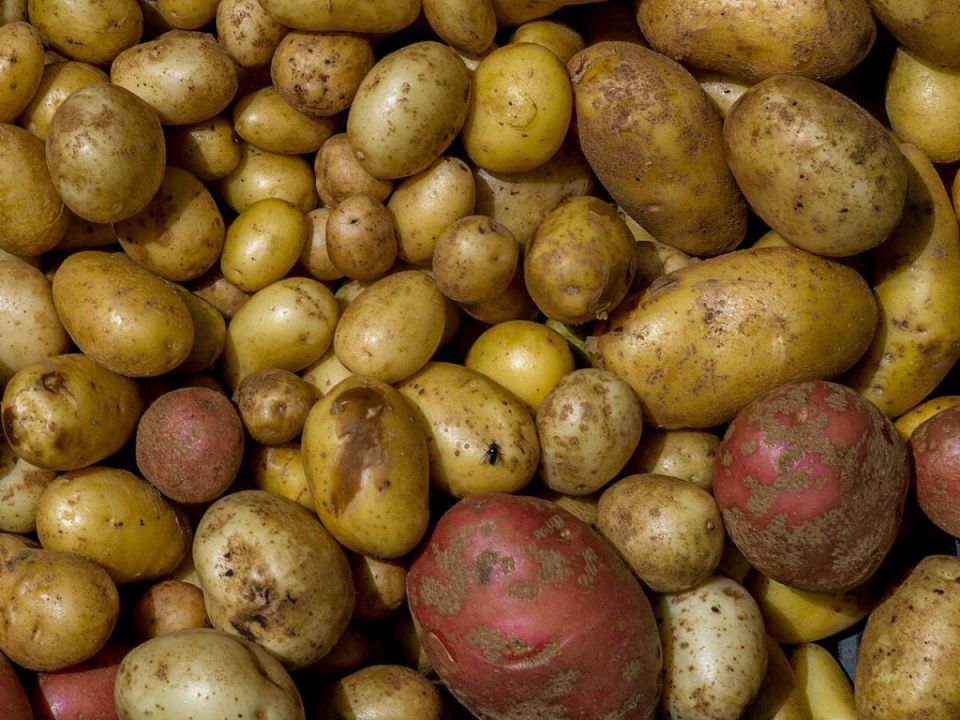 Как сохранить овощи до весны: простые советы по хранению