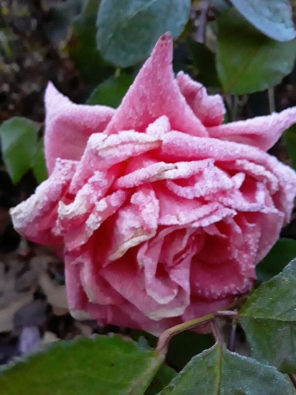 Как первый заморозок изменил облик сада: осенние заботы садоводов