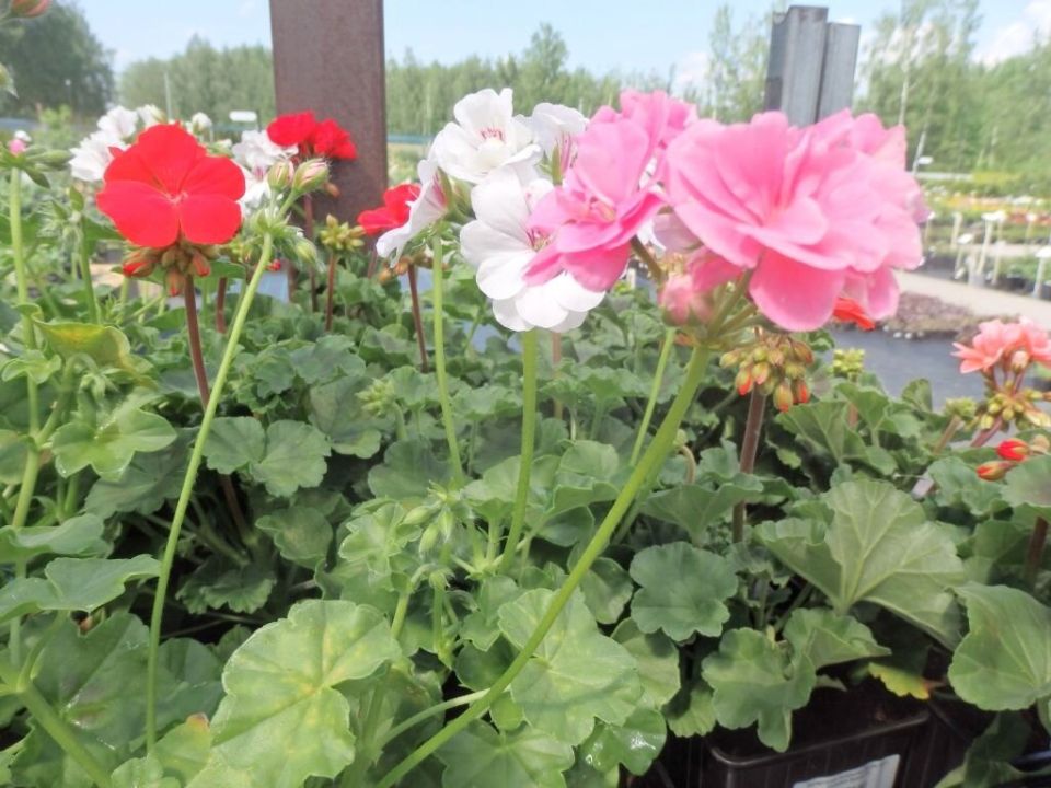 выращивание комнатных цветов из семян: пять красавцев для домашней оранжереи