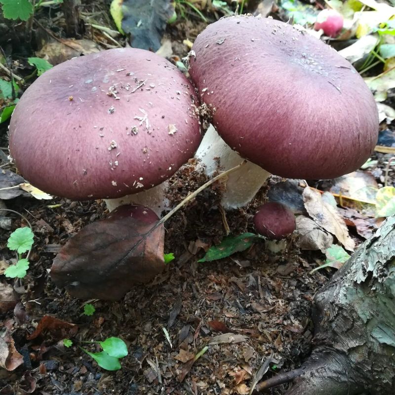 Как грибы могут изменить подход к мульчированию: новое в органическом земледелии