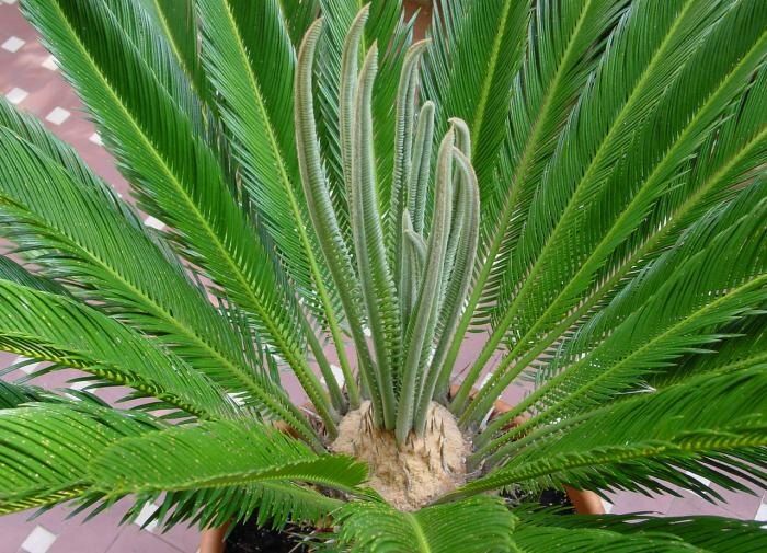 Цикас: уход за экзотическим растением, которое украсит ваш дом