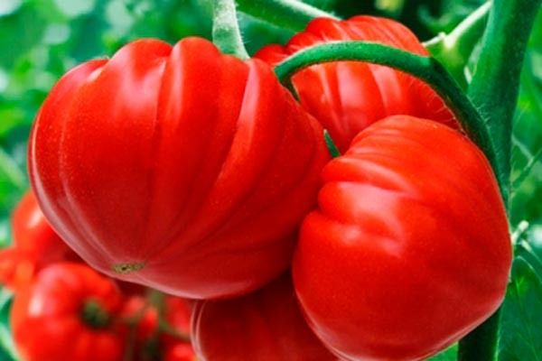 Томаты Сарра: секреты успешного выращивания и вкусные плоды