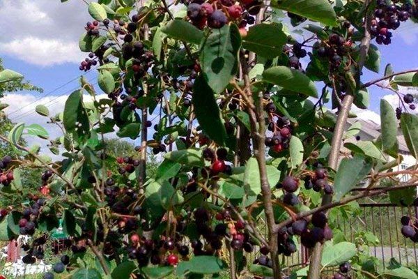 Защитите свою иргу от болезней и вредителей