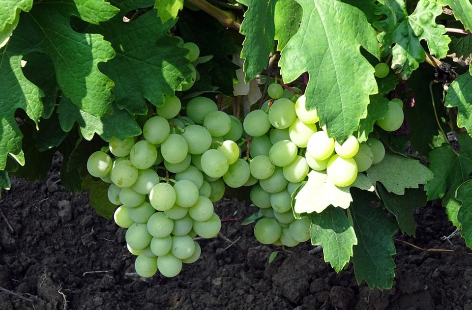 Устойчивый виноград: лучший выбор для дачников