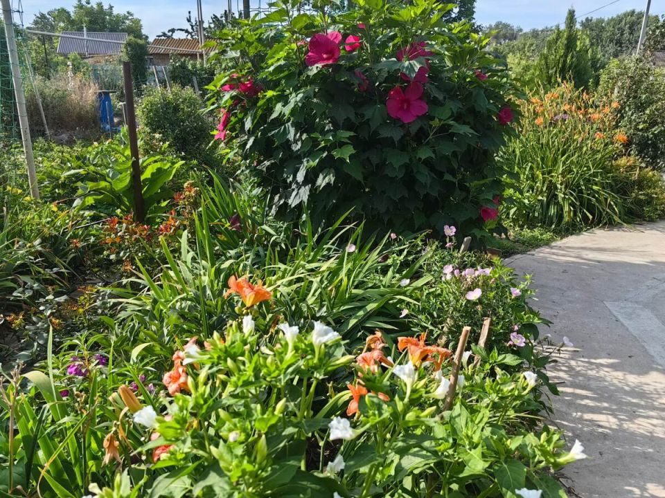 Как эффективно подкислить щелочную почву на даче для шикарного урожая