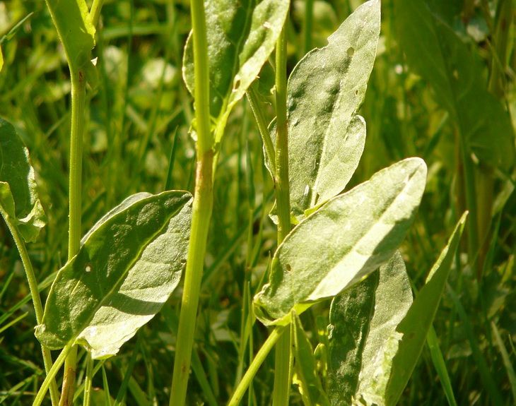 Почему щавелевый суп получается не кислым: ошибки, которые совершают 90% хозяек