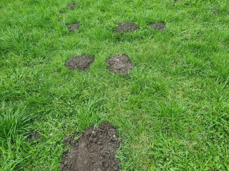 Как быстро прогнать крота с участка еще весной: четыре эффективных метода