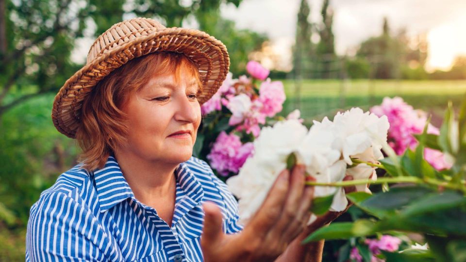 Не совершайте большую ошибку: вот как легко сохранить саженцы пионов до осени