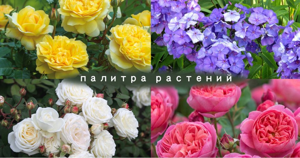 Цветовая терапия в саду: как растения могут изменить ваше настроение