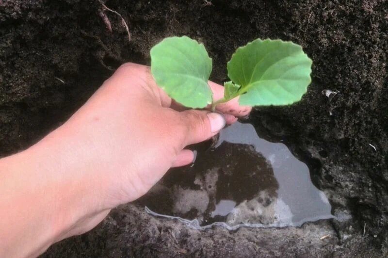 Как гарантировать крепкий рост капусты?