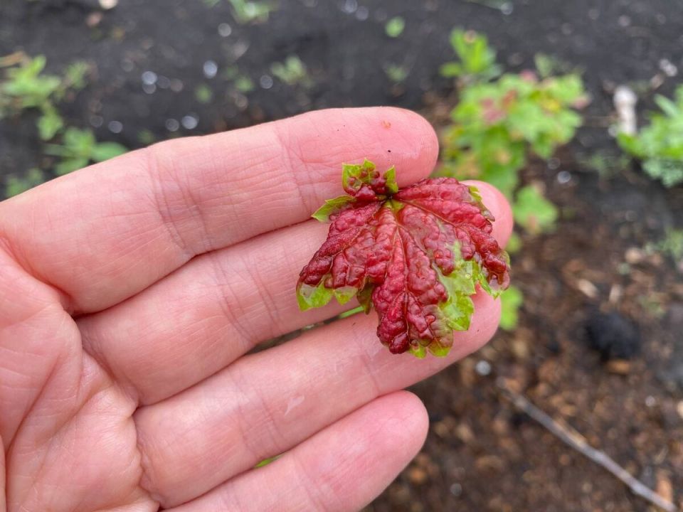 Как распознать и победить галловую тлю на красной смородине: советы для садоводов