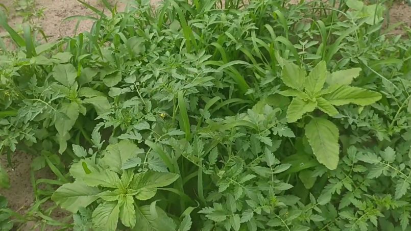 Экономия на рассаде: Как осенний метод закапывания помидоров меняет правила игры для дачников