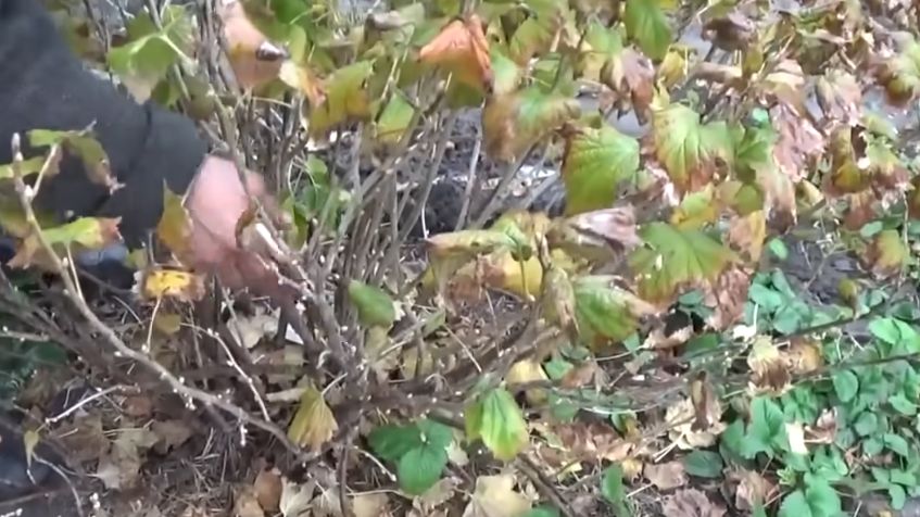 Как народные рецепты помогают смородине восстанавливаться - секреты агрономов