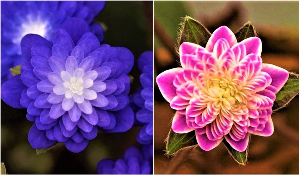 Весеннее волшебство: как миниатюрные печеночницы оживляют сад