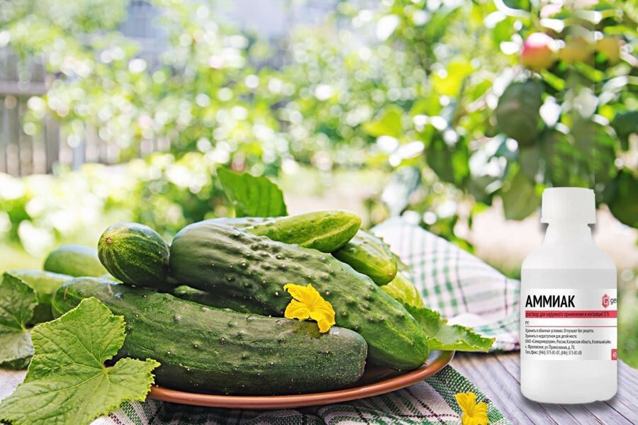 Нашатырный спирт для огурцов: как использовать с умом и не навредить