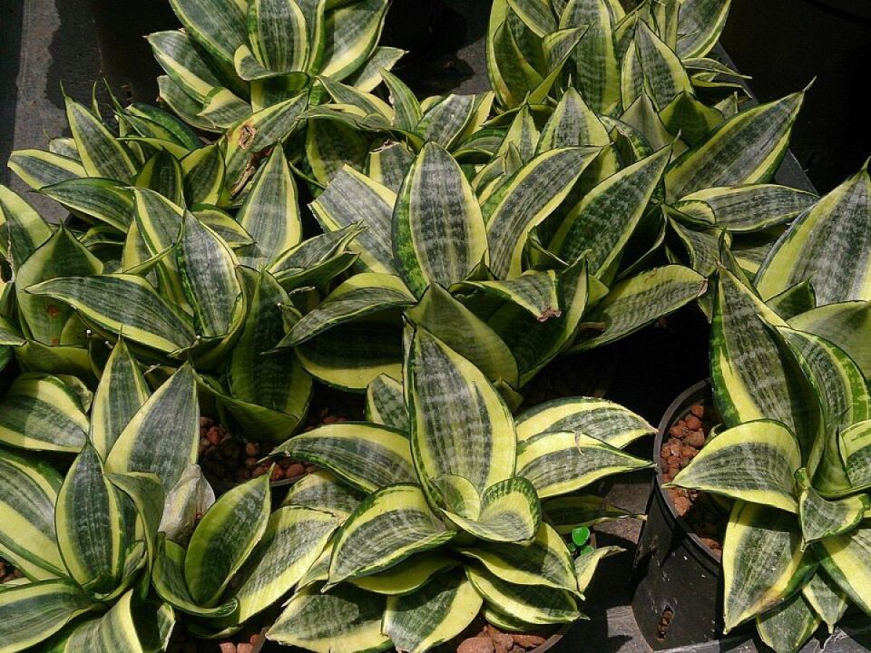 Как вернуть сансевиерии здоровье: причины пожелтения и эффективные решения