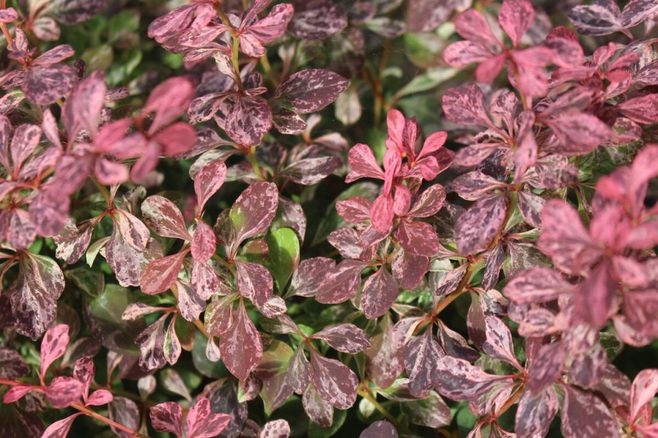 Новый взгляд на яркость садовых декоративных растений