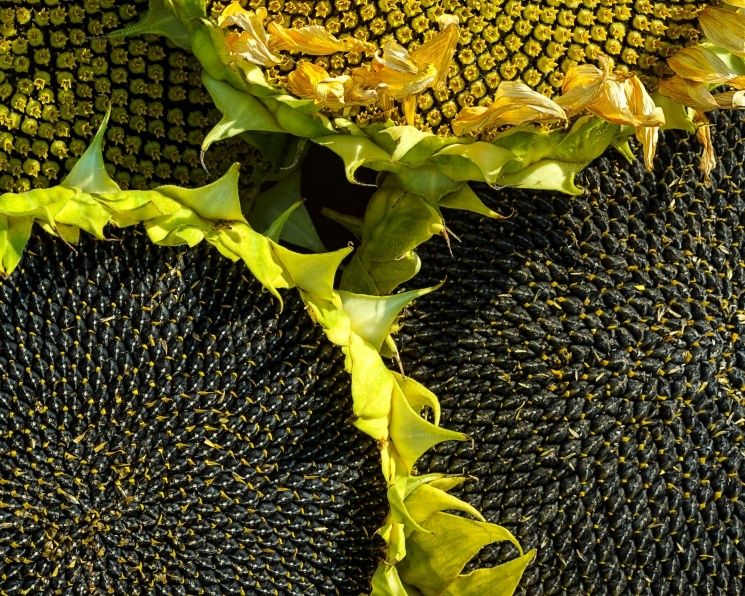 Россия устанавливает рекорды в сборе масличных культур в 2025 году