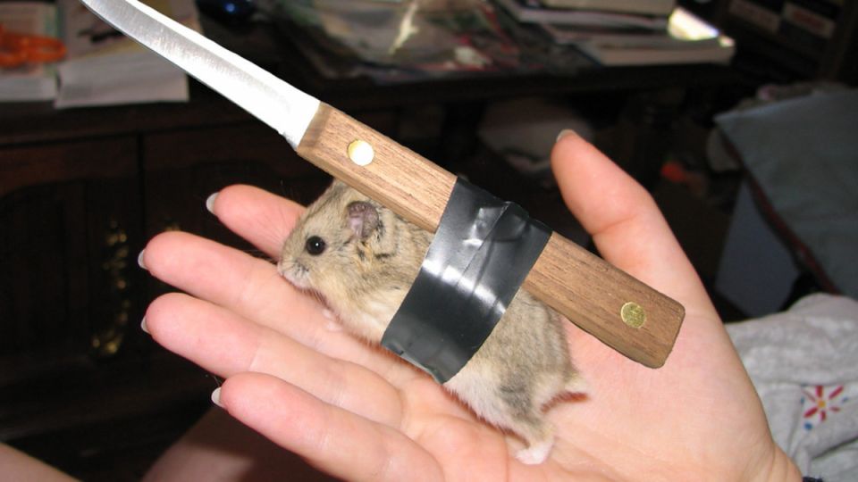 Как эффективно бороться с мышами: испытанные методы и советы