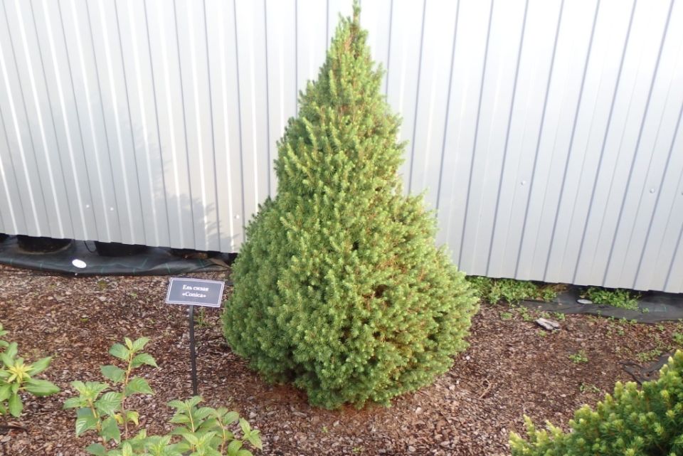 ��� ��������� ����� ���������� ���� �� ���� �������