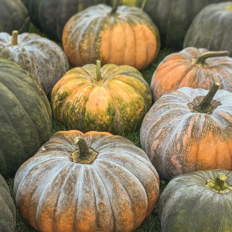 Осенняя симфония тыквы: как природа вдохновляет на творчество