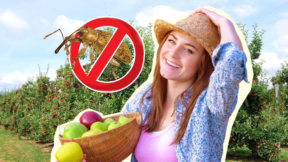 ����������� ������ ����������� � ������: ���� ������ ����� ���������� ������ ���