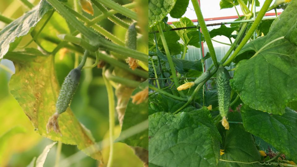 ������� ��������� ��������������: ���� ��� �������� ��� �������