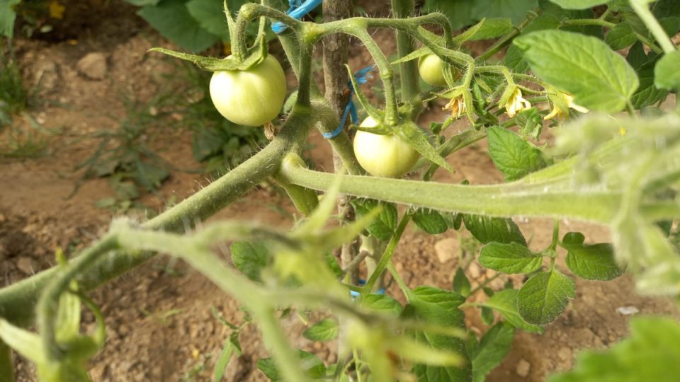 ��� ������� ��������� ������ �������: ������� ��������� ������