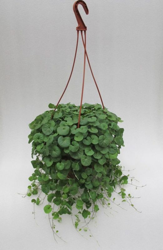 ��������: ��� ������� ������ ������� � ����� ����